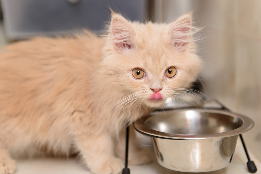 kattenvoer voor een kitten kattenvoer voor een kitten