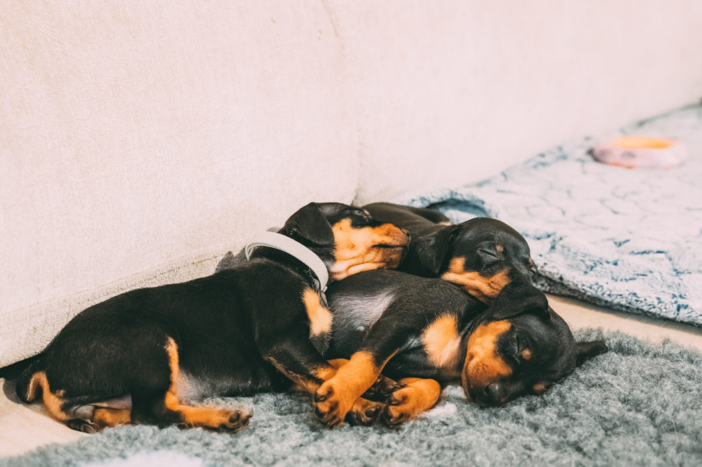 Dwergpinscher Dwergpinscher