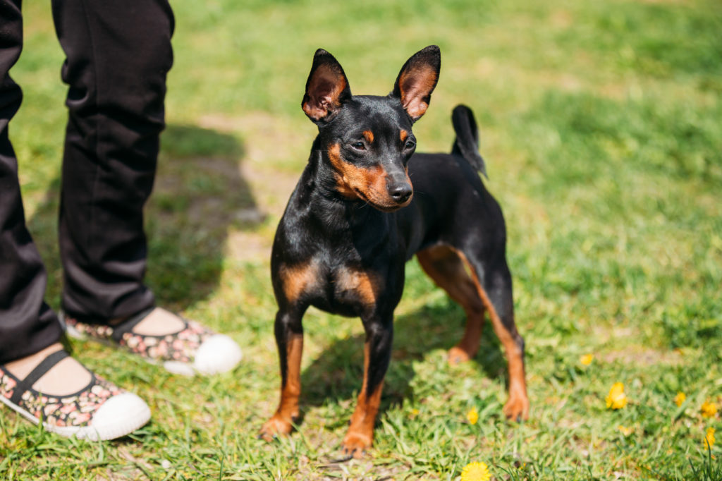 Dwergpinscher