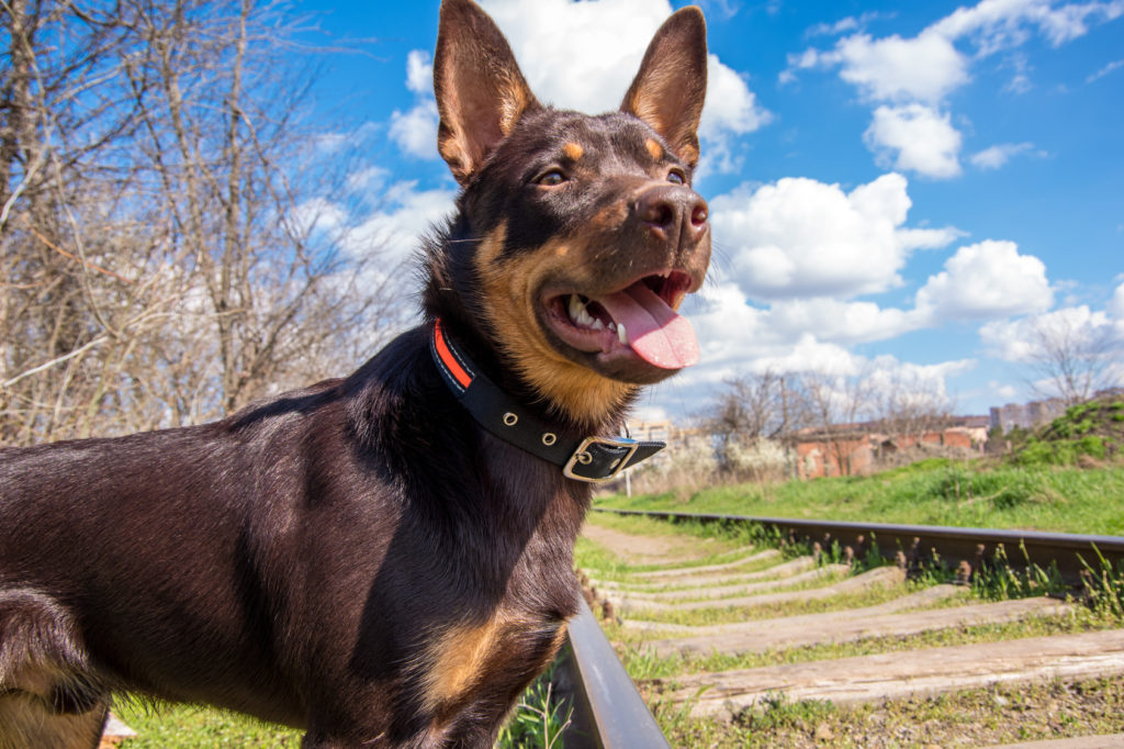 australian kelpie