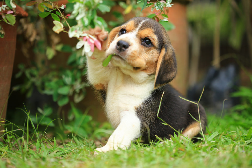 beagle beagle