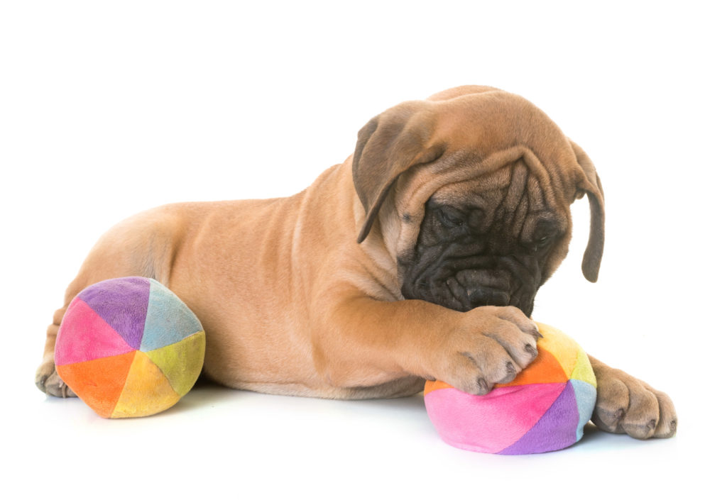 bullmastiff bullmastiff