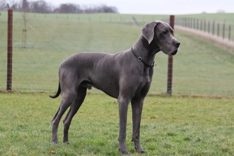 Duitse dog