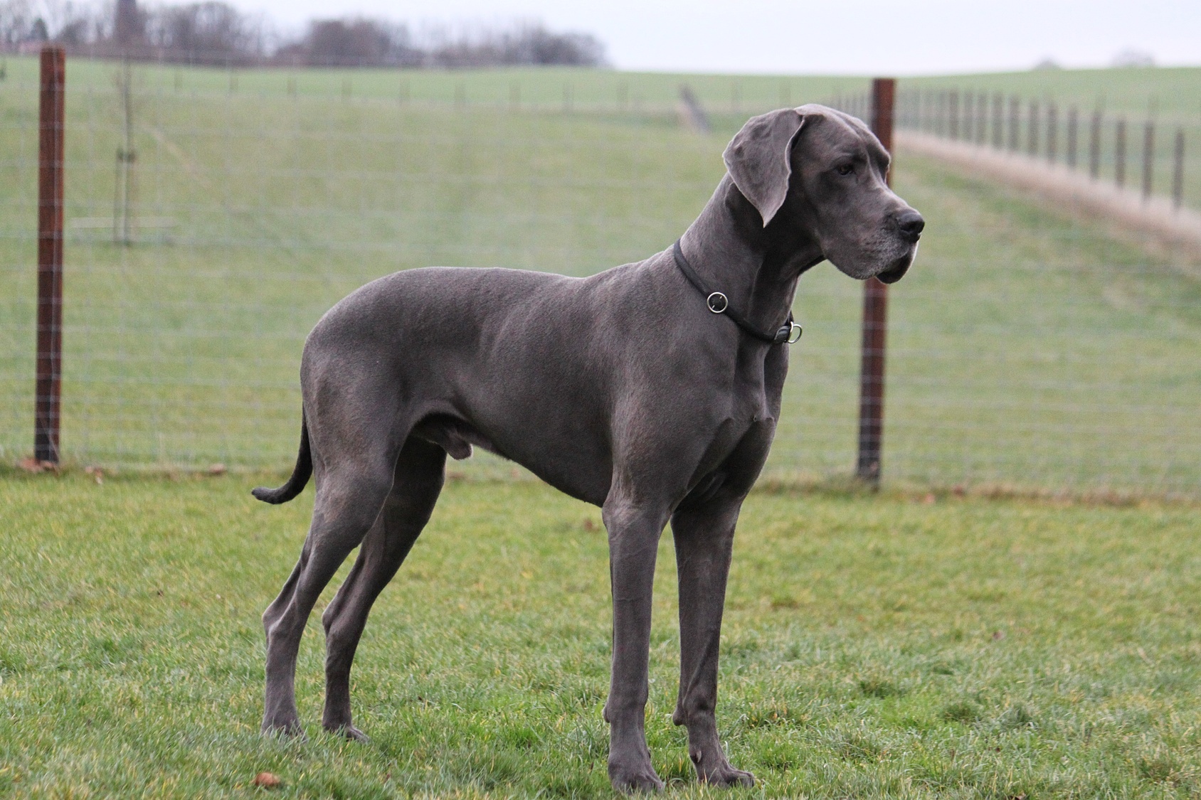 deutsche-dogge-1.jpg