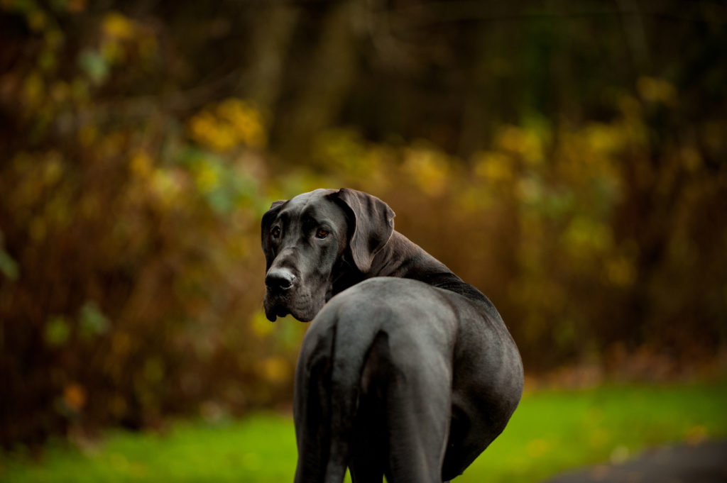 Duitse dog Duitse dog