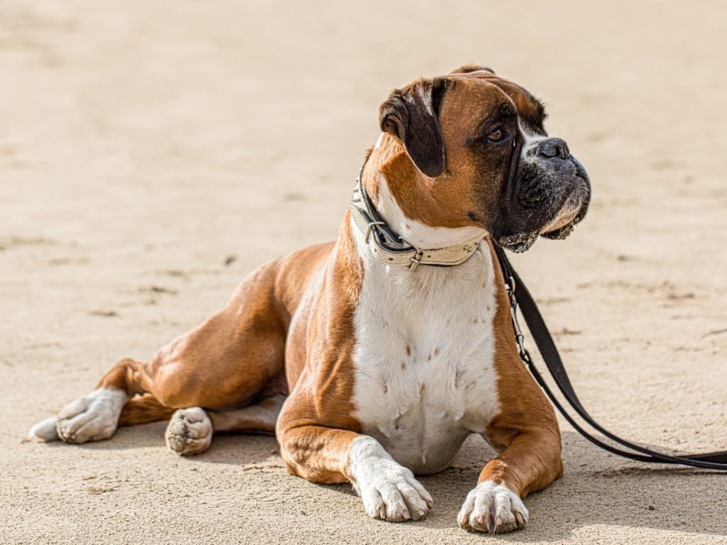 boxer boxer