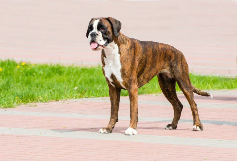 boxer