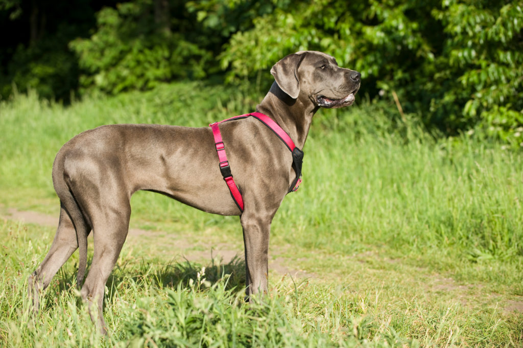 Duitse dog Duitse dog
