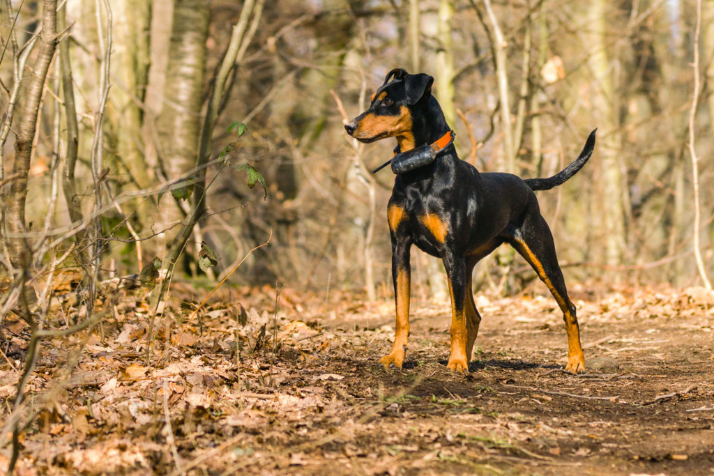 Duitse Pinscher