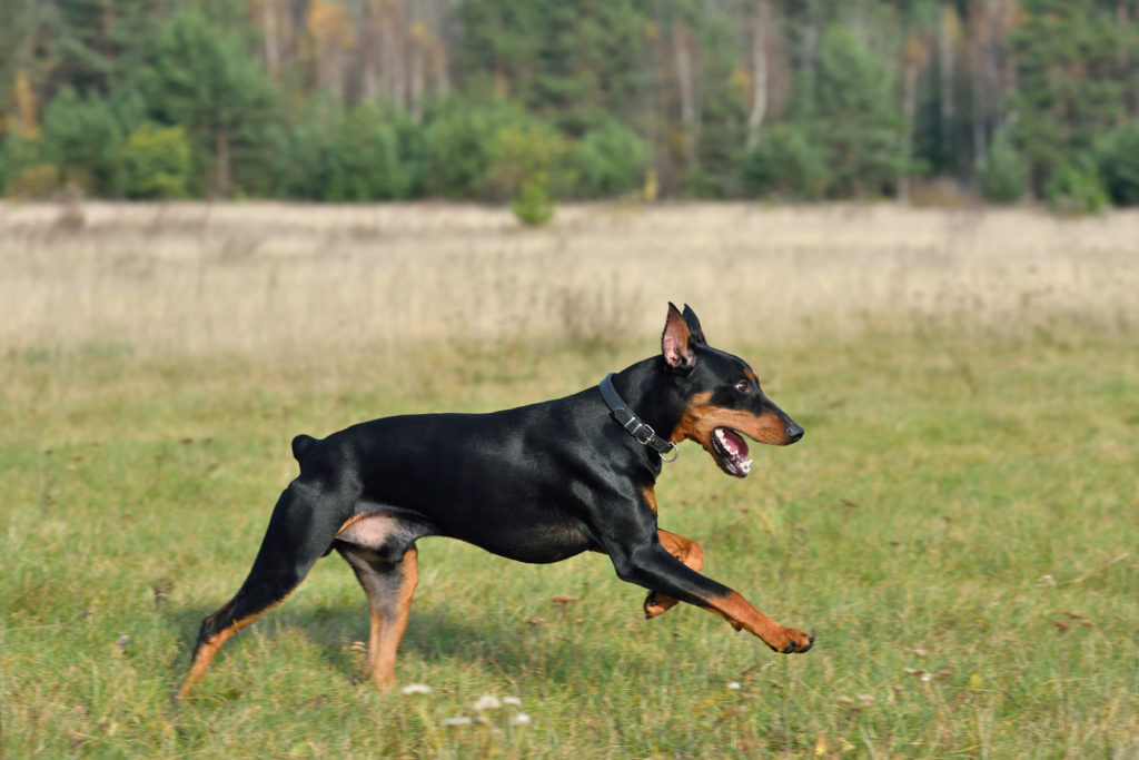 Duitse Pinscher