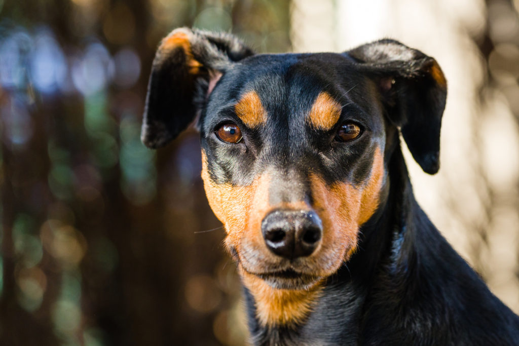 Duitse Pinscher