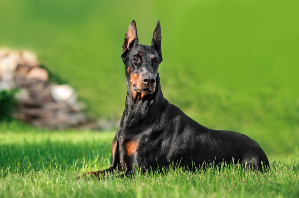 dobermann