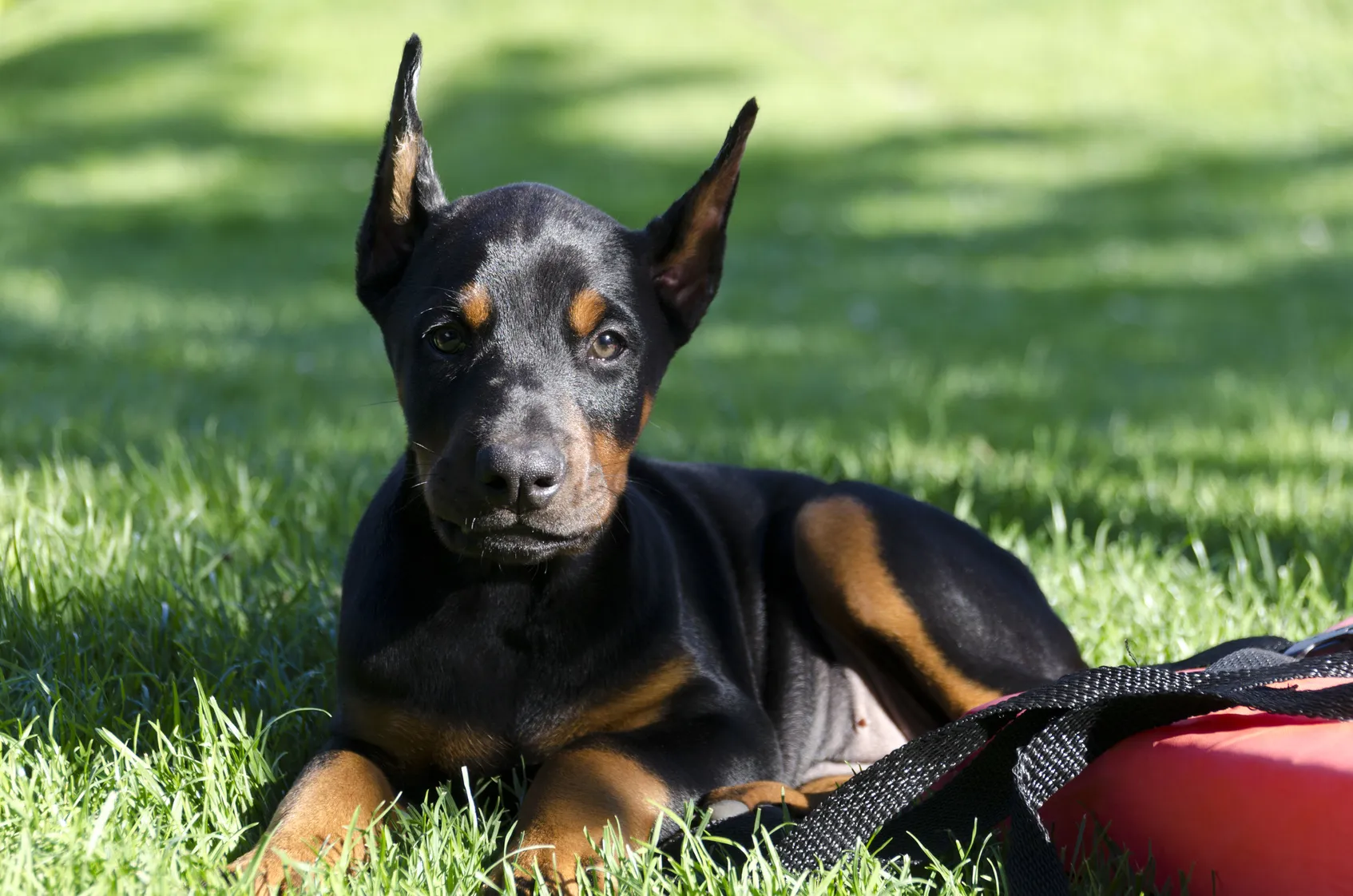 dobermann