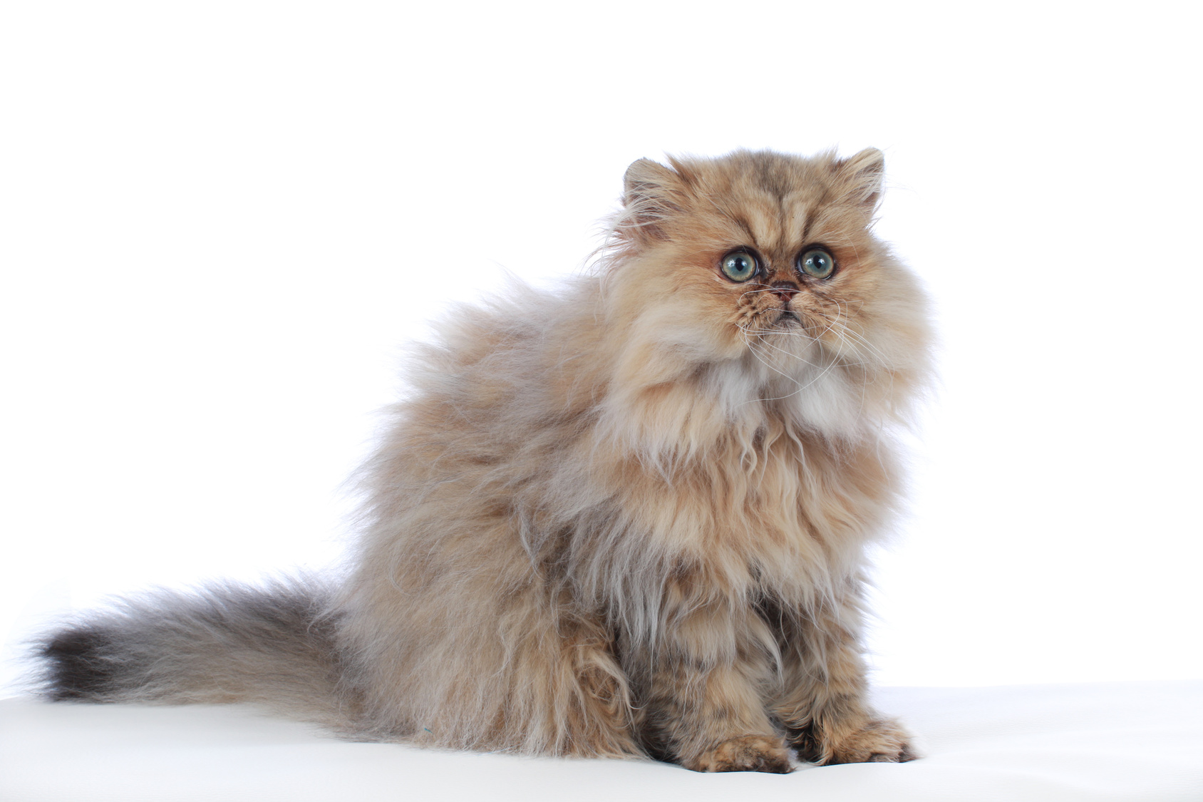 toewijzen eindpunt Detective Perzische kat - Kom meer te weten over dit kattenras | zooplus