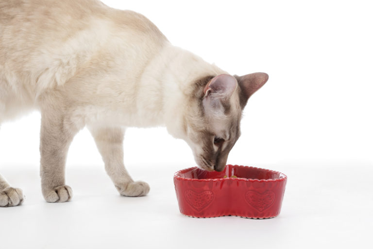 Kattenvoer voor de gesteriliseerde kat