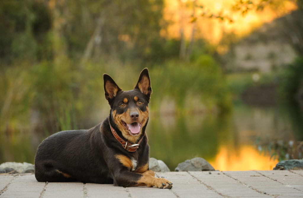 australian kelpie