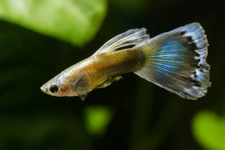 guppy