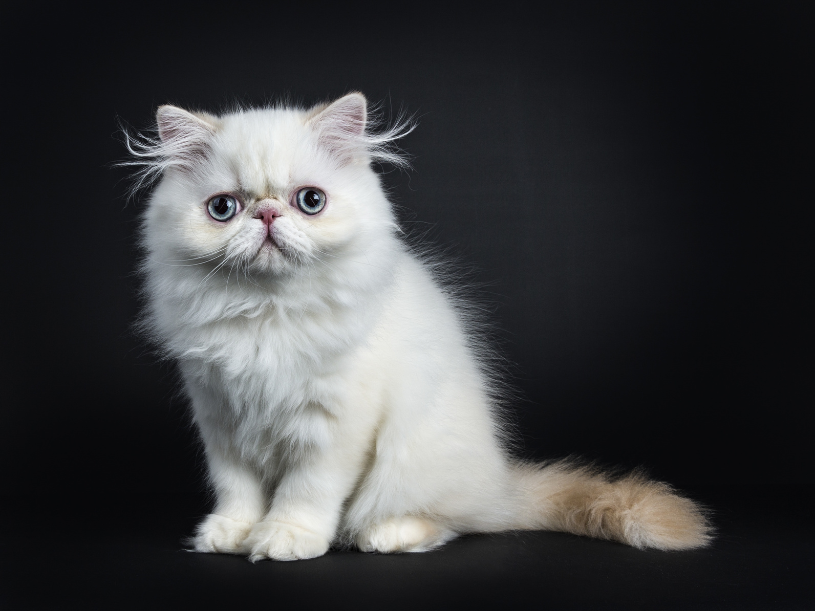 Perzische kat - Kom meer te weten dit kattenras | zooplus