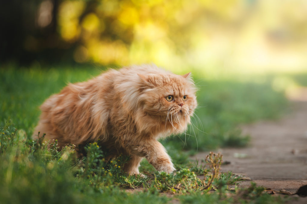 Perzische kat Perzische kat