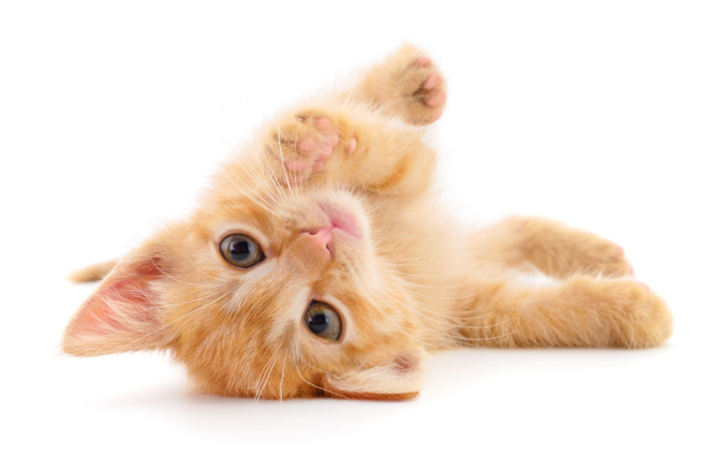 kattenvoer voor een kitten kattenvoer voor een kitten