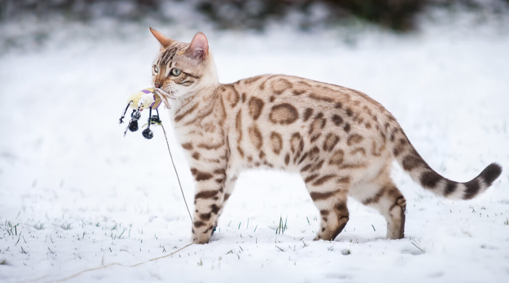 schnee-bengal-katze-1-1024x569.jpg