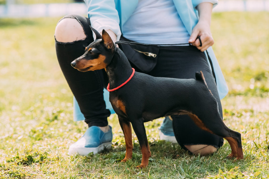 Dwergpinscher