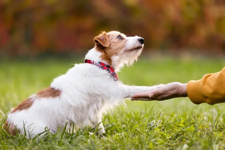 Hund gibt Pfote