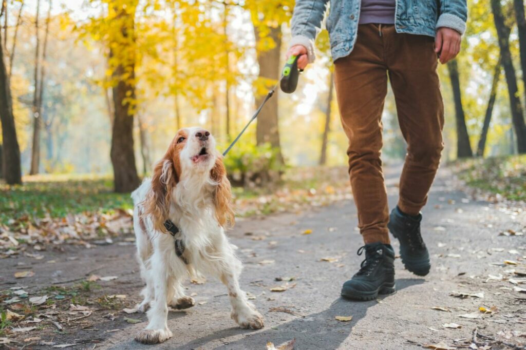 aangelijnde hond blaft buiten