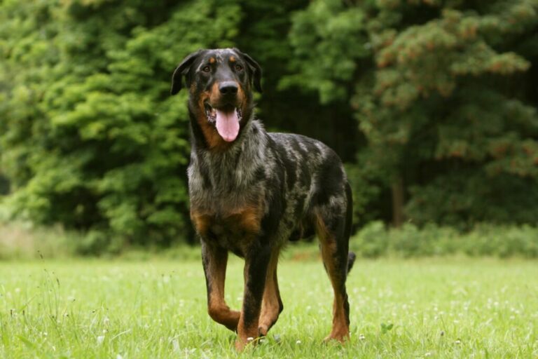 beauceron op weide