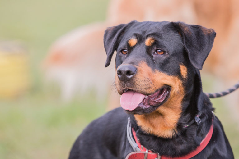 beauceron beauceron