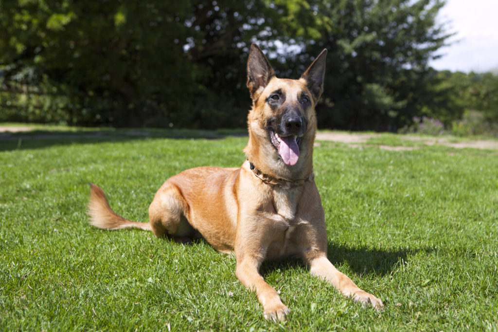 Belgische herder