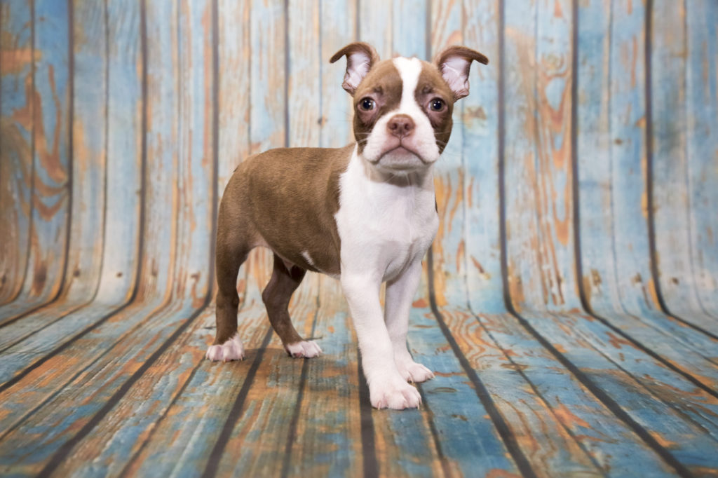 Boston Terriër Boston Terriër