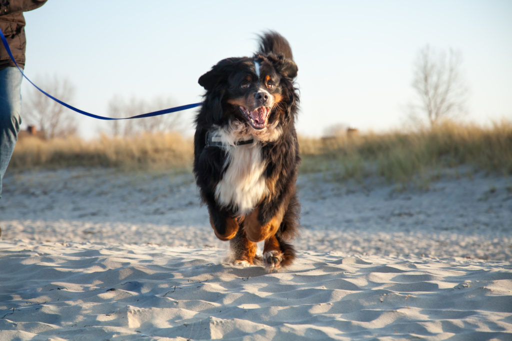 Berner sennenhond