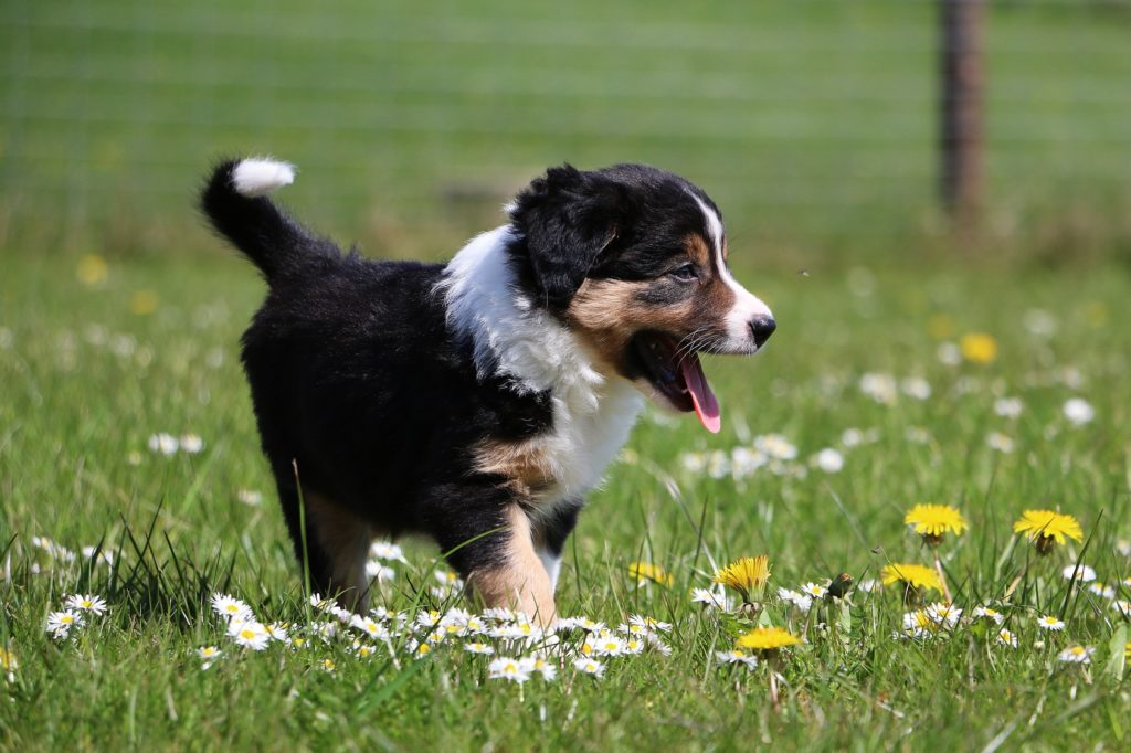 Berner sennenhond