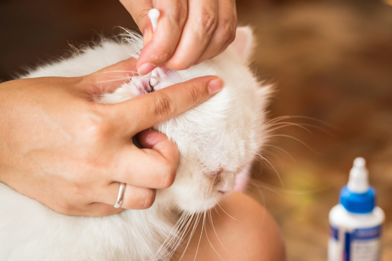 kattenogen en kattenoren schoonmaken