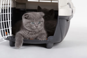 Vliegen met de kat