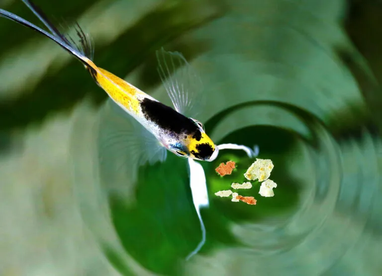 adequaat voeren van aquariumvissen