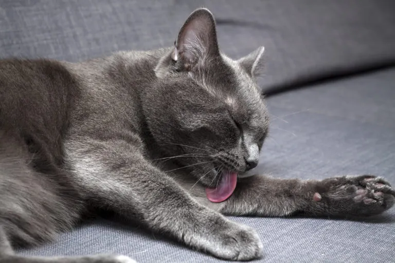 moet ik mijn kat wassen
