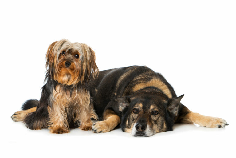 twee honden twee honden