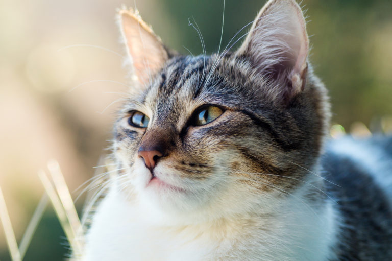 Het gehoor van kat: hoe werkt het en verschilt het van ons?