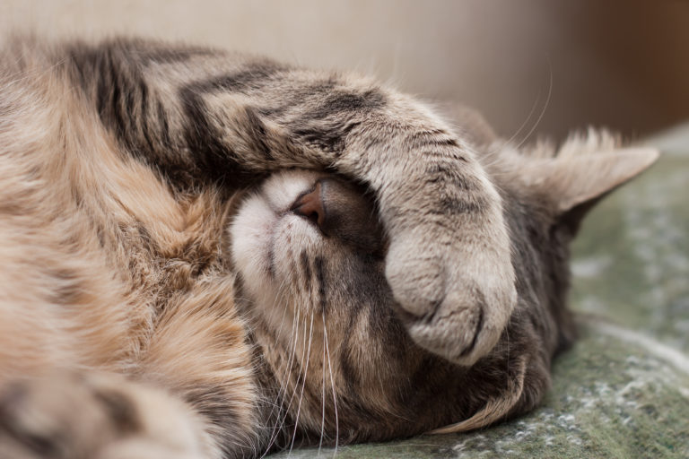 niesziekte bij katten