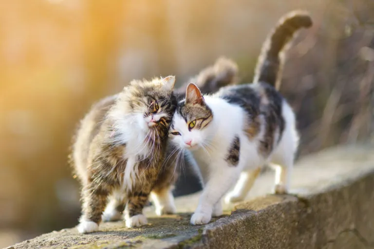 Katten met andere katten