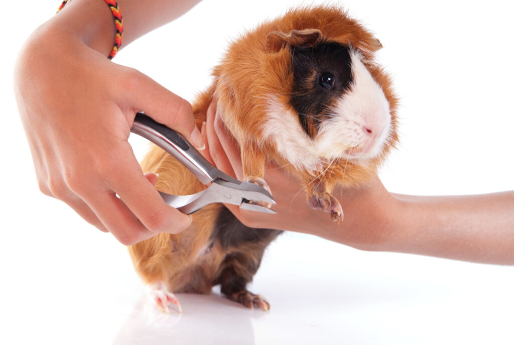 Nageltjes knippen cavia