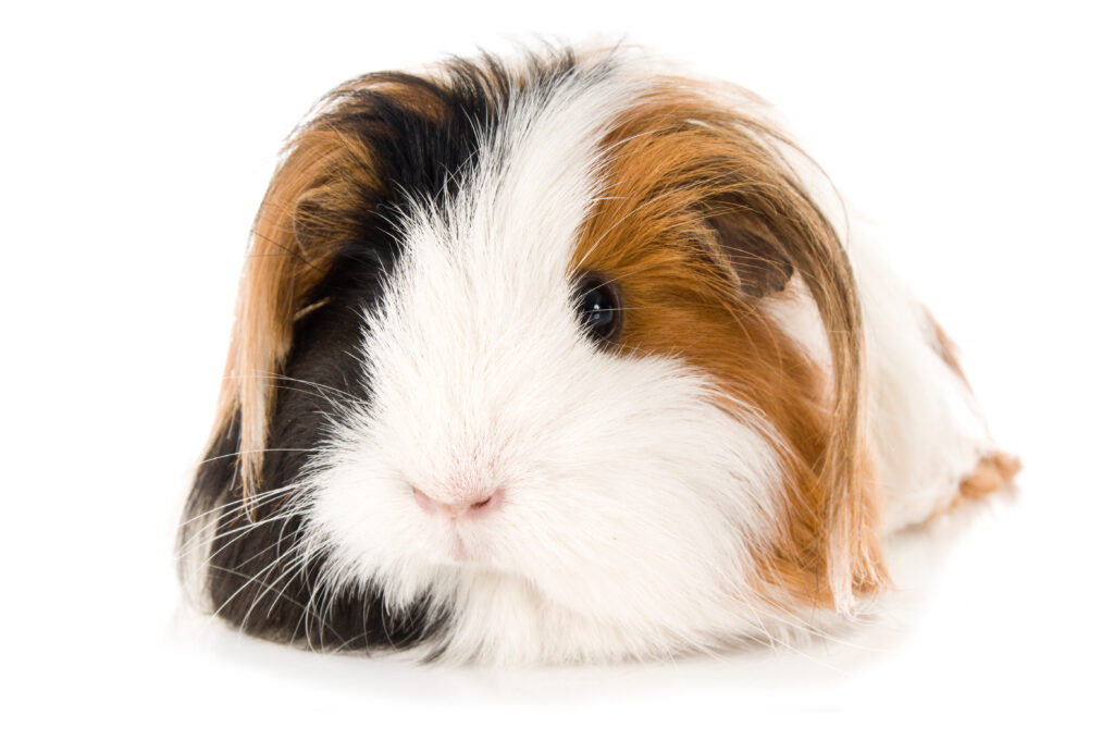 langharige cavia