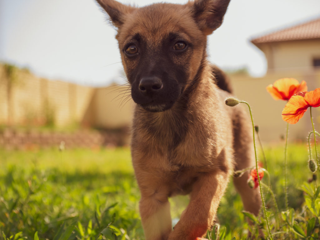 Belgische herder