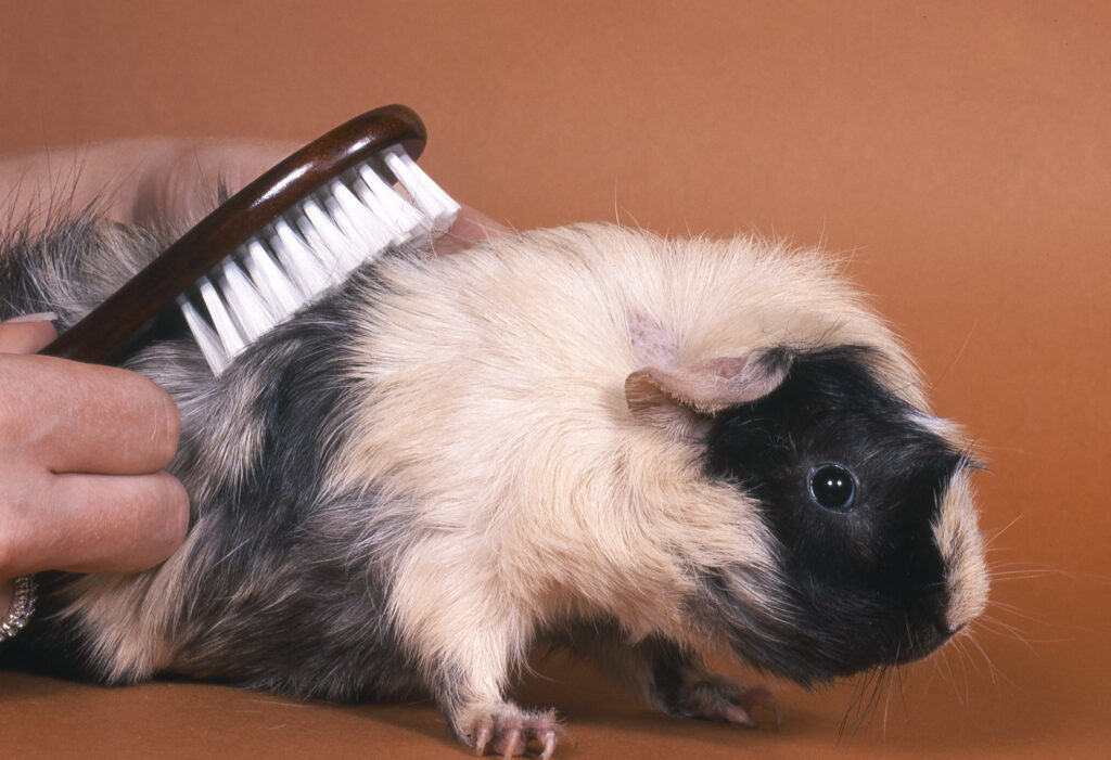 meerschweinchen_pflege2 kammen cavia