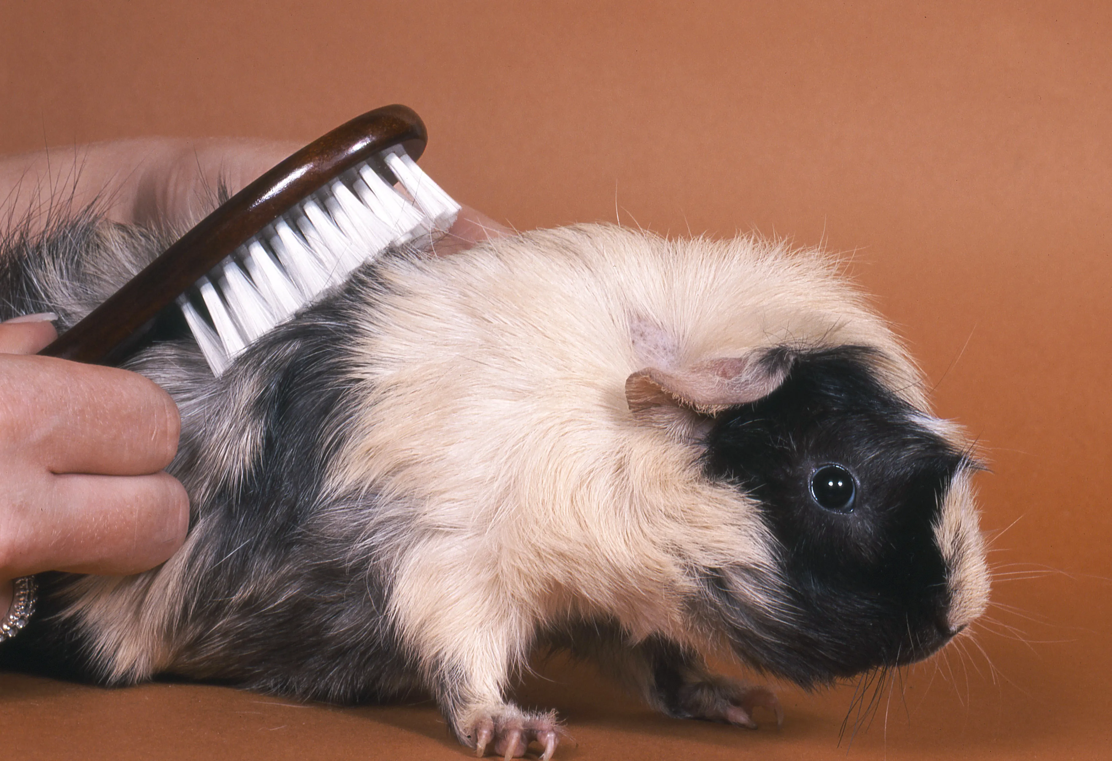 meerschweinchen_pflege2 kammen cavia