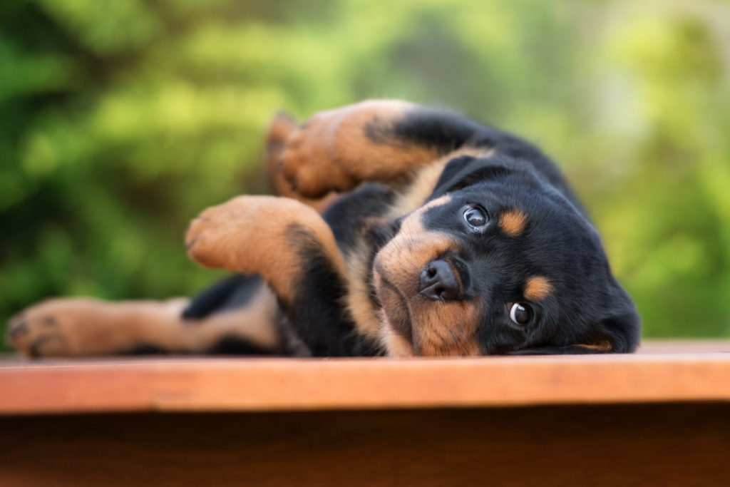 rottweiler rottweiler