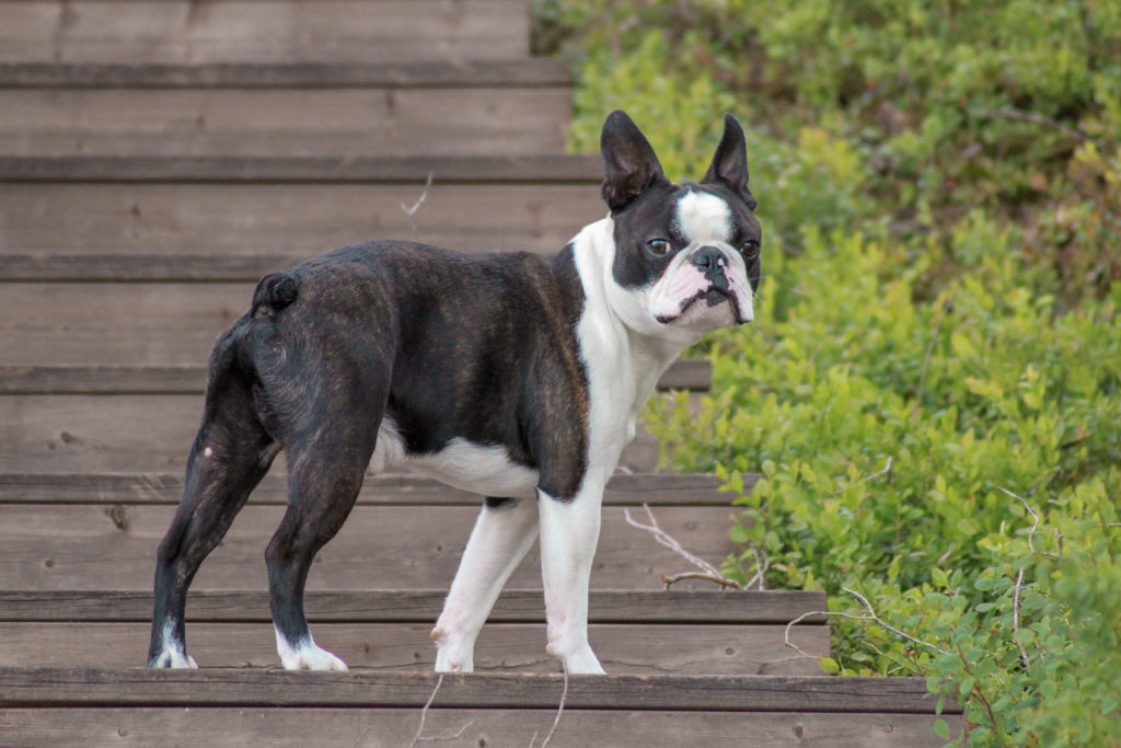 Boston Terriër Boston Terriër