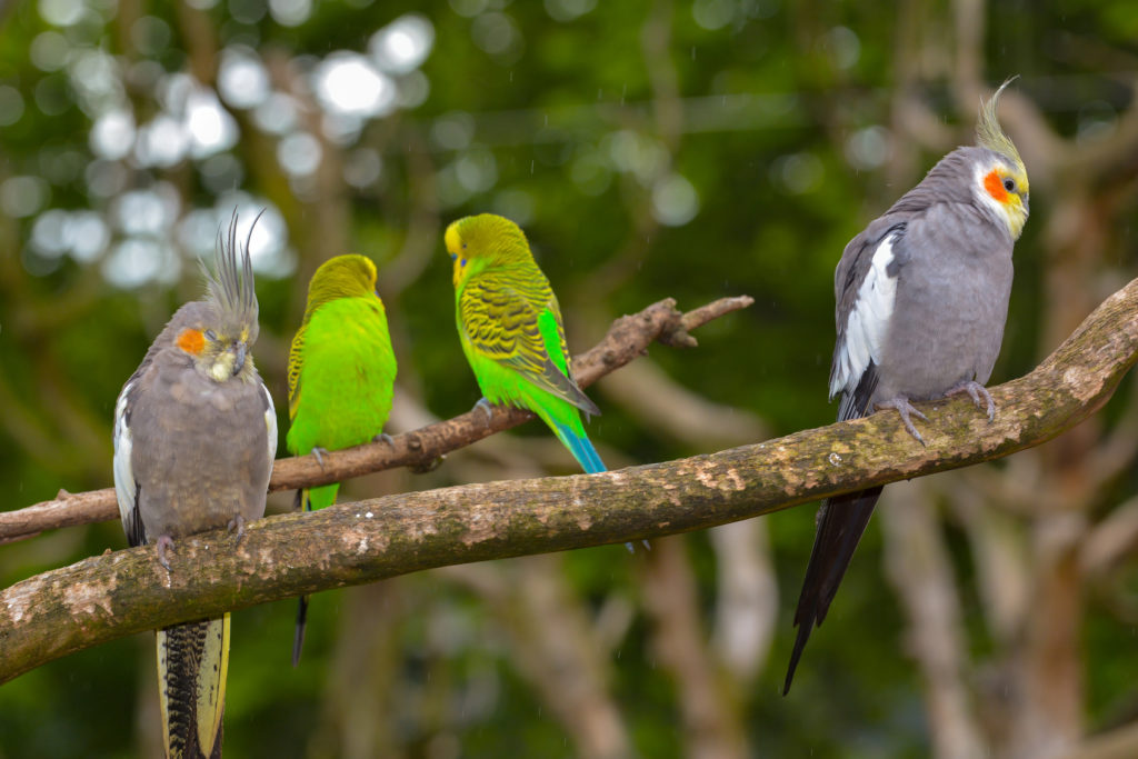 Het gezelschap voor de grasparkiet: wie zijn er geschikt? | zooplus